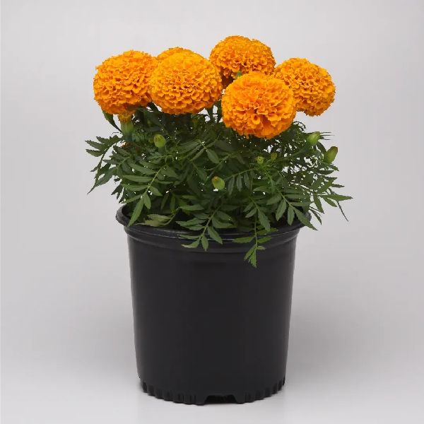 Насіння чорнобривців Перфекшен F1 помаранчеві (orange) /10 насінин/ *Syngenta*