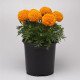 Чорнобривці Перфекшен F1 помаранчеві (orange) /10 насінин/ *Syngenta*