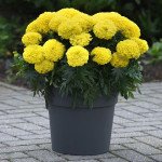 Бархатцы Перфекшен F1 желтые (yellow) /10 семян/ *Syngenta*