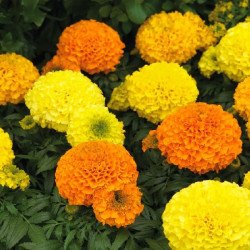 Чорнобривці Антігуа F1 суміш (mix) /20 насінин/ *Syngenta*