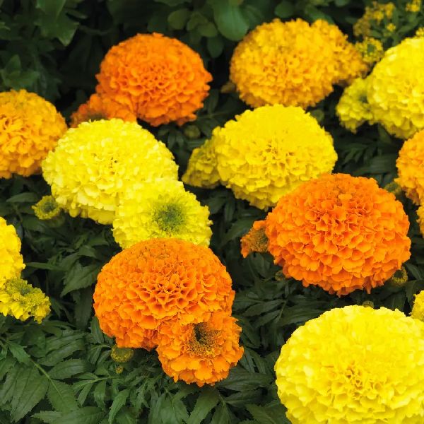 Насіння чорнобривців Антігуа F1 суміш (mix) /20 насінин/ *Syngenta*