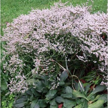 Кермек татарский Вудкрик /50 семян/ *Graines Voltz*