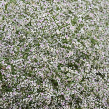 Кермек татарский Вудкрик /50 семян/ *Graines Voltz*