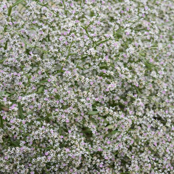 Насіння кермеку татарський Вудкрік багаторічний /50 насінин/ *Graines Voltz*