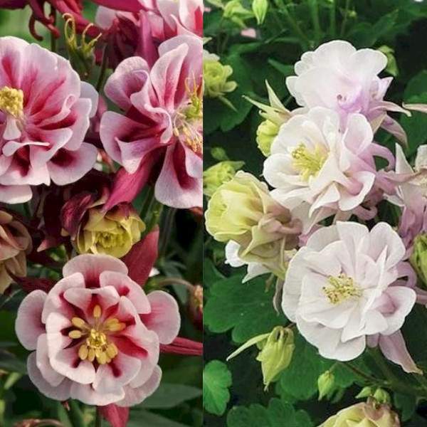 Насіння аквілегії Вінкі суміш /6 насінин/ *Pan American*