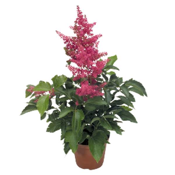 Семена астильбы Астари малиновая /5 семян/ *Benary*