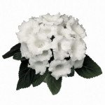 Глоксиния Аванти F1 белая (white) /10 семян/ *Sakata*