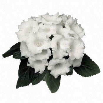 Глоксиния Аванти F1 белая (white) /10 семян/ *Sakata*