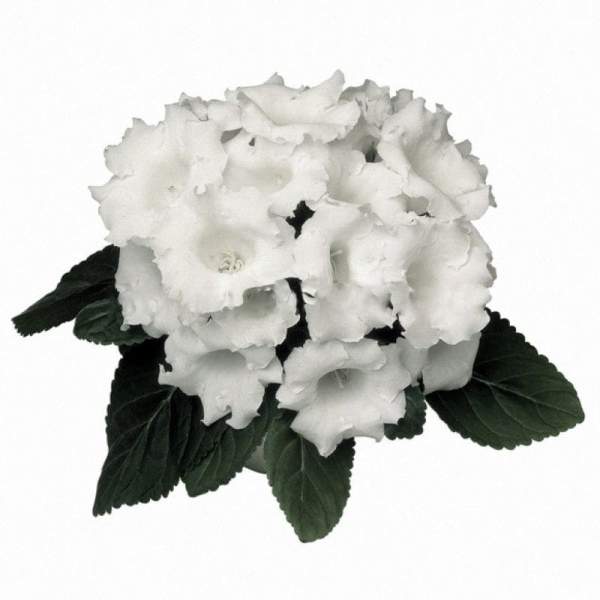 Семена глоксинии Аванти F1 белые (white) /10 семян/ *Sakata*