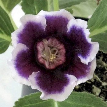 Глоксиния Аванти F1 синяя с ободком (blue with rim) /10 семян/ *Sakata*