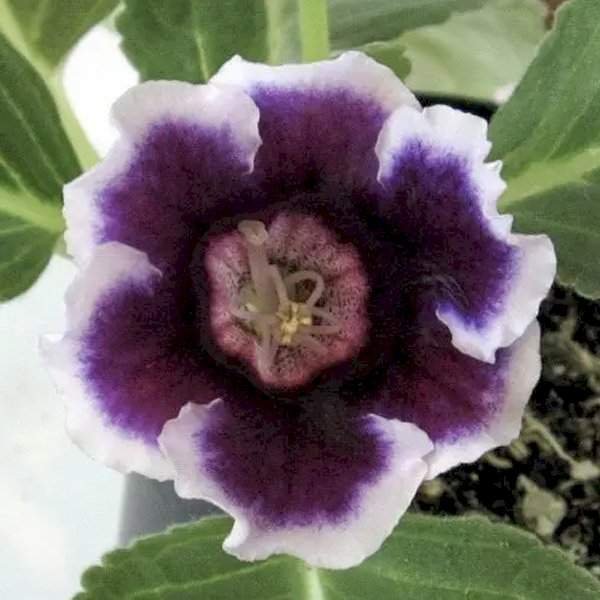 Семена глоксинии Аванти F1 синие с ободком (blue with rim) /10 семян/ *Sakata*