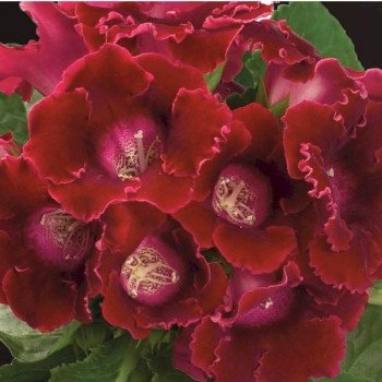 Глоксиния Аванти F1 скарлет (scarlet) /10 семян/ *Sakata*