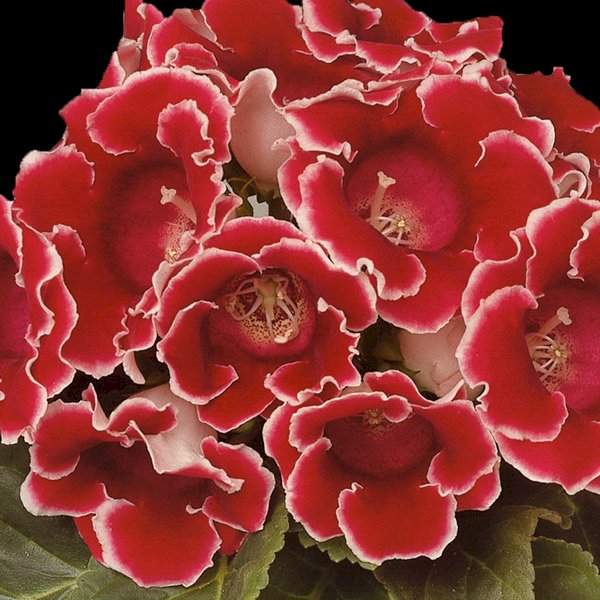 Семена глоксинии Аванти F1 красные с ободком /10 семян/ *Sakata*