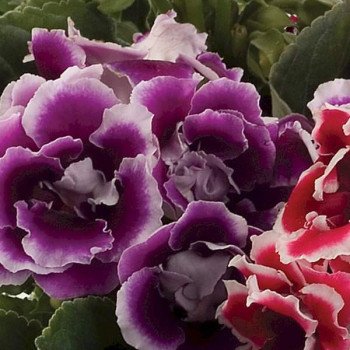 Глоксиния Брокад F1 синяя с белым (blue with white) /10 семян/ *Sakata*