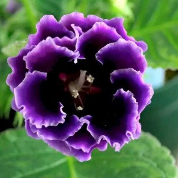 Глоксиния Брокад F1 синяя (blue) /10 семян/ *Sakata*