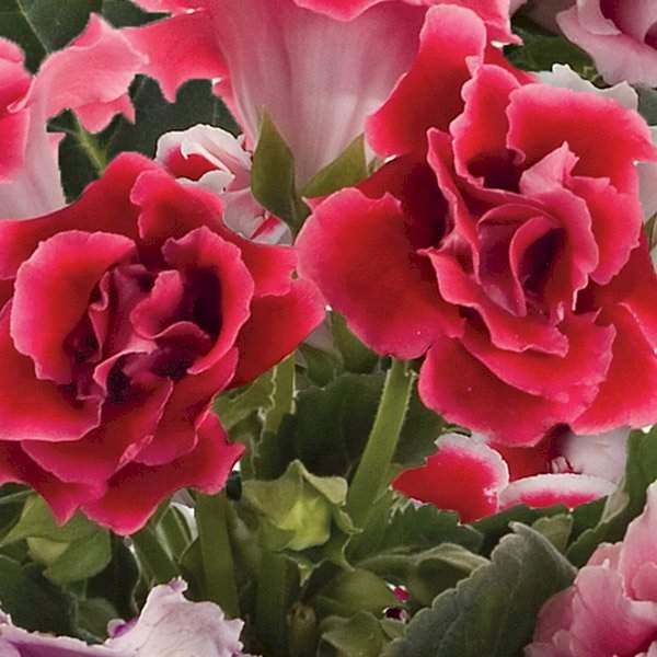 Семена глоксинии Брокад F1 красная (red) /10 семян/ *Sakata*