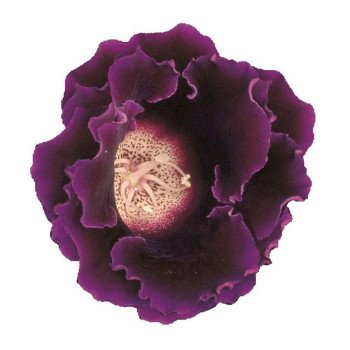 Глоксиния Аванти F1 синяя (blue) /10 семян/ *Sakata*