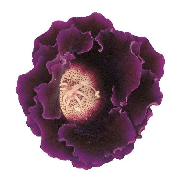 Семена глоксинии Аванти F1 синяя (blue) /10 семян/ *Sakata*