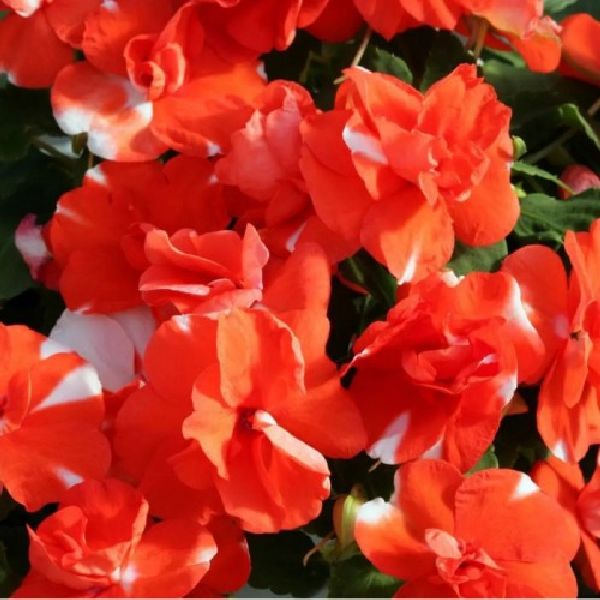 Бальзамін Атена F1 орандж флеш (orange flash) /10 насінин/ *Floranova*