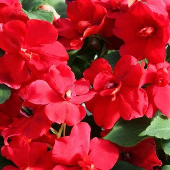 Бальзамін Атена F1 червоний (red) /10 насінин/ *Floranova*