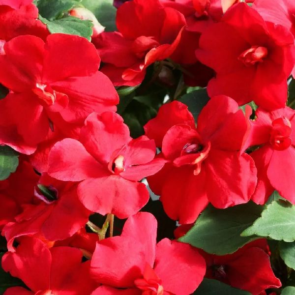 Бальзамін Атена F1 червоний (red) /10 насінин/ *Floranova*