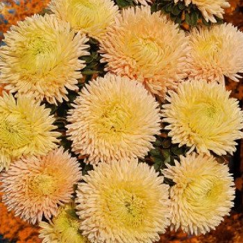 Астра Хризантелла Отем Форест оранжево-розовая (Autumn Forest) /20 семян/ *Satimex*