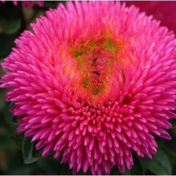 Астра Хризантелла Драгон Хеат карминовая (Dragon Heart) /20 семян/ *Satimex*