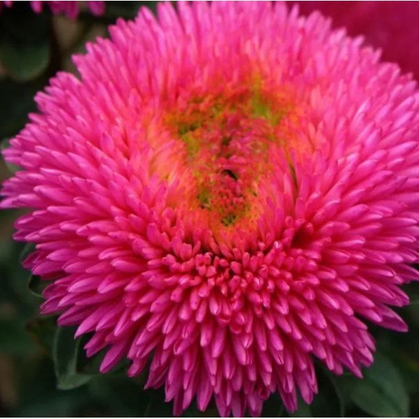 Астра Хризантелла Драгон Хеат карминовая (Dragon Heart) /20 семян/ *Satimex*