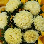 Астра Хризантелла Лимончелло лимонная (Limoncello) /20 семян/ *Satimex*