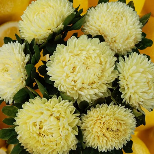 Астра Хризантелла Лимончелло лимонная (Limoncello) /20 семян/ *Satimex*