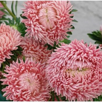 Астра Хризантелла Ливинг коралловая (Living Coral) /20 семян/ *Satimex*