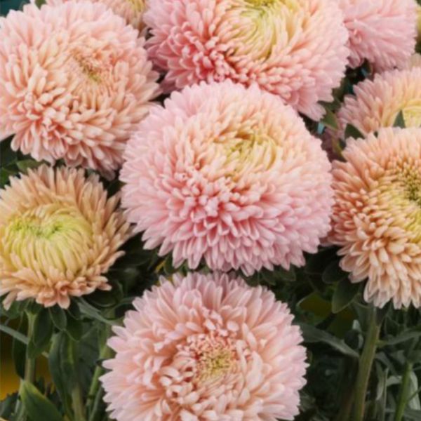 Астра Хризантелла Лотос Флавер персиковая (Lotos Flower) /20 семян/ *Satimex*