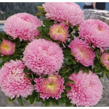 Астра Хризантелла Лав ми Тендер светло-розовая (Love me Tender) /20 семян/ *Satimex*