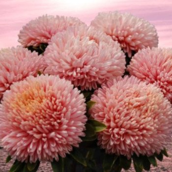 Астра Хризантелла Пинк Мазер-оф-Перл пинк (Pink Mother-of-Pearl) /20 семян/ *Satimex*