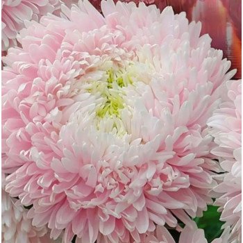 Астра Хризантелла Сакура бело-розовая (Sakura) /20 семян/ *Satimex*