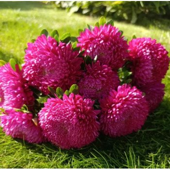 Астра Хризантелла Тропикана темно-розовая (Tropicana) /20 семян/ *Satimex*