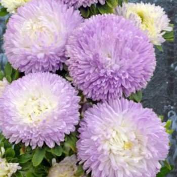 Астра Хризантелла Винтер Лук бело-голубая (Winter Look) /20 семян/ *Satimex*