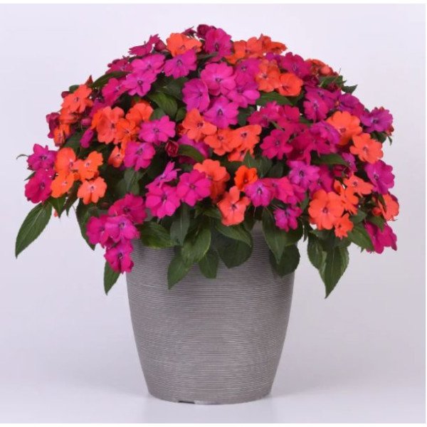 Бальзамін Соларскейп F1 суміш (mix) /5 насінин/ *PanAmerican*