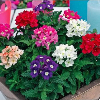 Вербена Тускані F1 суміш (mix) /20 насінин/ *Syngenta*