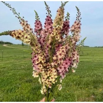 Вербаскум Саузерн Шарм /5 семян/ *Pan American*