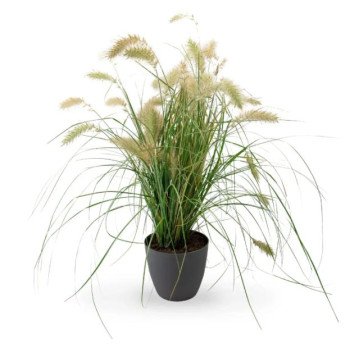 Перистощетинник (пенісетум) волохатий Флуффі /20 насінин/ *Benary*