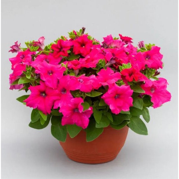 Петунія Призма F1 брайт роуз (bright rose) /50 насінин (драже)/ *Floranova*