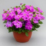 Петуния Призма F1 лавандовая (lavender) /50 семян (драже)/ *Floranova*