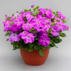 Петуния Призма F1 лавандовая (lavender) /50 семян (драже)/ *Floranova*
