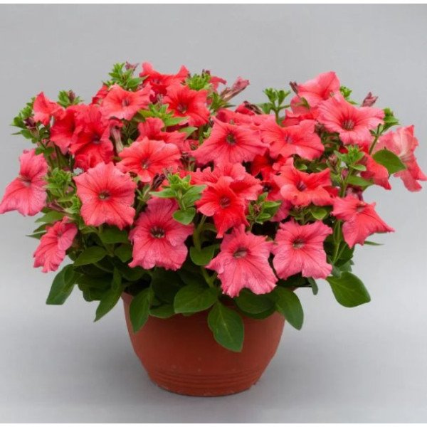 Петунія Призма F1 лососева (salmon) /50 насінин (драже)/ *Floranova*