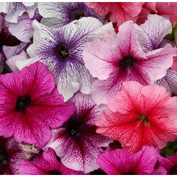 Петунія Призма F1 суміш морозива (sundae mix) /50 насінин (драже)/ *Floranova*