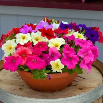 Петунія Призма F1 суміш (mix) /50 насінин (драже)/ *Floranova*