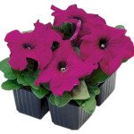 Петуния Лимбо F1 пурпурная (purple) /50 семян (драже)/ *Hem Genetics*