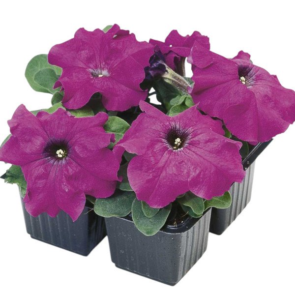 Насіння петунії грандіфлори Лімбо F1 фіолетова (violet) /50 насінин (драже) *Hem Genetics*