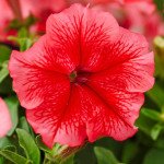 Петуния Лимбо F1 красная с прожилками (red veined) /50 семян/ *Hem Genetics*